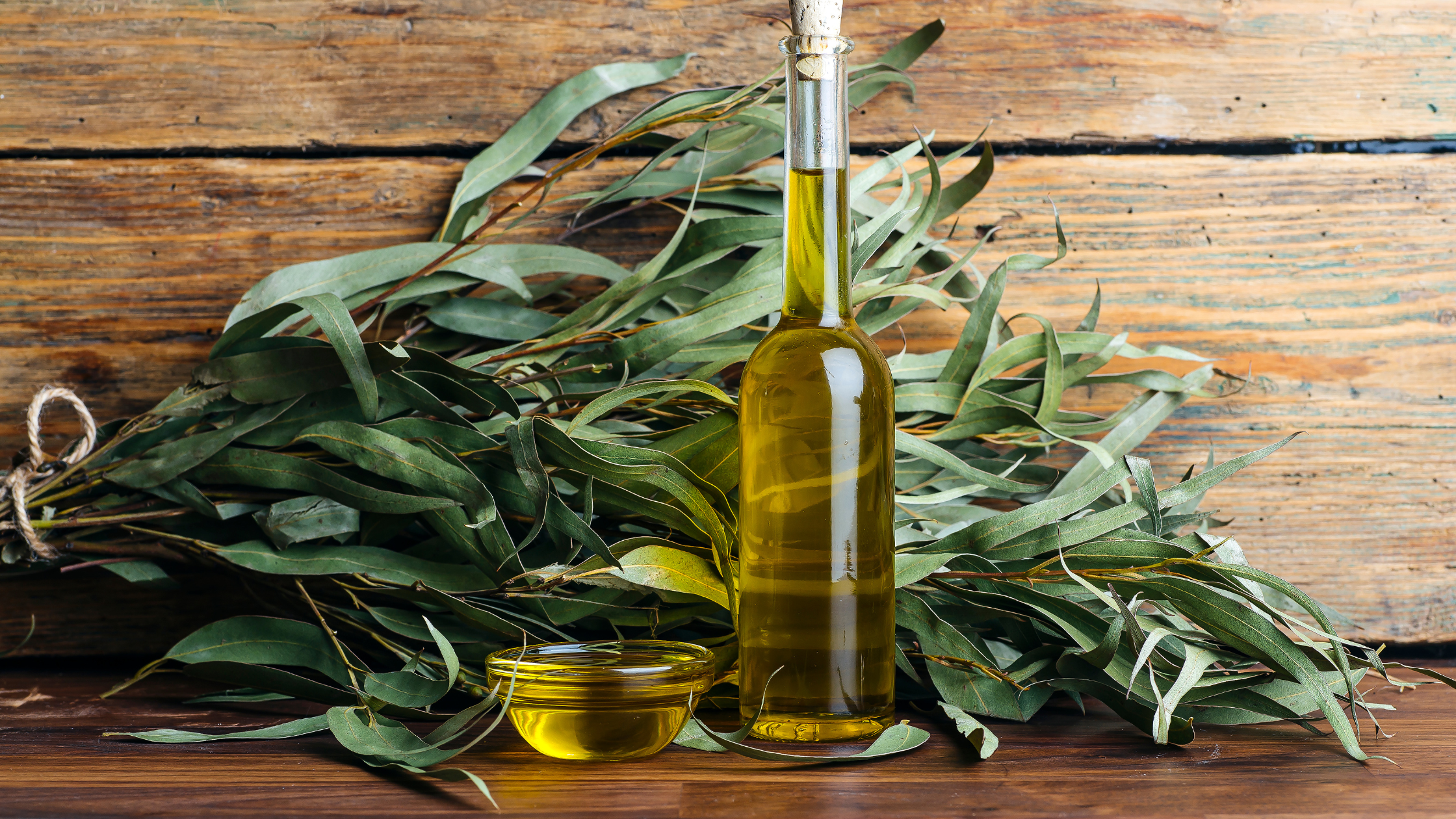 Top Eucalyptus Oils for an Invigorating Sauna